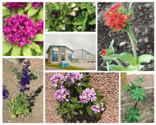 Kintore flowers collage